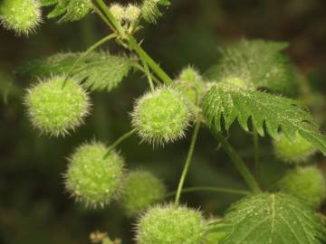 Fotografia da espécie Urtica pilulifera