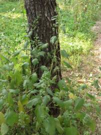 Fotografia da espécie Urtica pilulifera