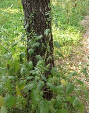 Fotografia 3 da espécie Urtica pilulifera no Jardim Botânico UTAD