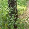 Fotografia 3 da espécie Urtica pilulifera do Jardim Botânico UTAD