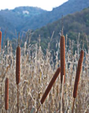 Fotografia 5 da espécie Typha latifolia no Jardim Botânico UTAD