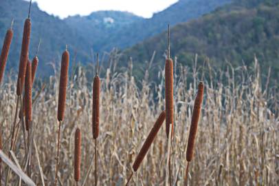 Fotografia da espécie Typha latifolia