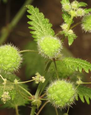 Fotografia 5 da espécie Urtica pilulifera no Jardim Botânico UTAD