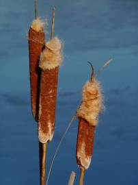 Fotografia da espécie Typha latifolia