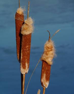 Fotografia 6 da espécie Typha latifolia no Jardim Botânico UTAD