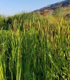 Fotografia da espécie Typha latifolia