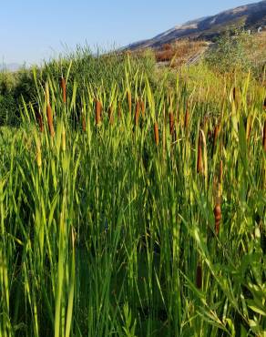 Fotografia 7 da espécie Typha latifolia no Jardim Botânico UTAD