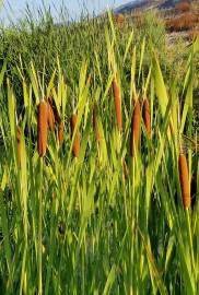 Fotografia da espécie Typha latifolia
