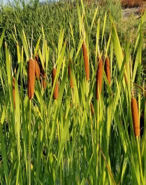 Fotografia 8 da espécie Typha latifolia no Jardim Botânico UTAD