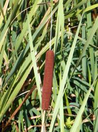 Fotografia da espécie Typha latifolia