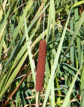Fotografia 9 da espécie Typha latifolia no Jardim Botânico UTAD