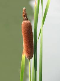 Fotografia da espécie Typha latifolia