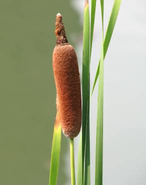 Fotografia 10 da espécie Typha latifolia no Jardim Botânico UTAD