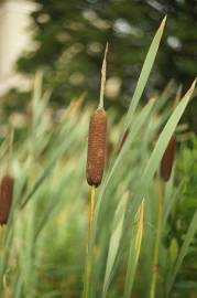 Fotografia da espécie Typha latifolia