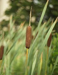 Typha latifolia