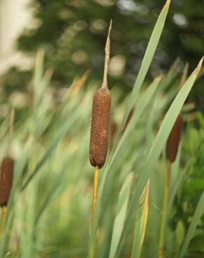 Fotografia 1 da espécie Typha latifolia no Jardim Botânico UTAD