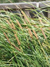 Fotografia da espécie Typha latifolia