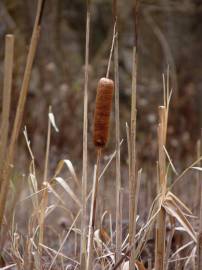 Fotografia da espécie Typha latifolia