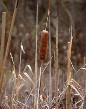 Fotografia 12 da espécie Typha latifolia no Jardim Botânico UTAD