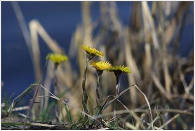 Fotografia da espécie Tussilago farfara