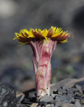 Fotografia 5 da espécie Tussilago farfara no Jardim Botânico UTAD