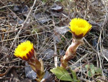 Fotografia da espécie Tussilago farfara