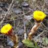 Fotografia 6 da espécie Tussilago farfara do Jardim Botânico UTAD