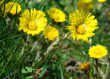 Fotografia da espécie Tussilago farfara