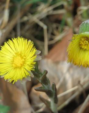 Fotografia 8 da espécie Tussilago farfara no Jardim Botânico UTAD