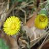 Fotografia 8 da espécie Tussilago farfara do Jardim Botânico UTAD