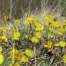 Fotografia 9 da espécie Tussilago farfara do Jardim Botânico UTAD