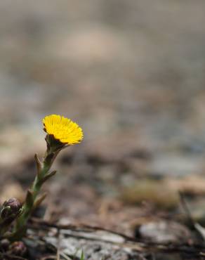 Fotografia 11 da espécie Tussilago farfara no Jardim Botânico UTAD