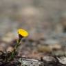 Fotografia 11 da espécie Tussilago farfara do Jardim Botânico UTAD