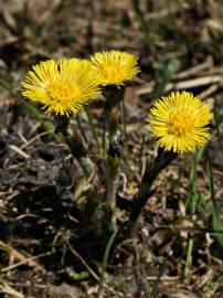 Fotografia da espécie Tussilago farfara