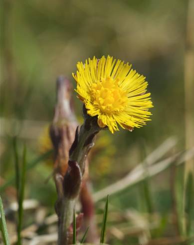 Fotografia de capa Tussilago farfara - do Jardim Botânico