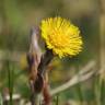 Fotografia 1 da espécie Tussilago farfara do Jardim Botânico UTAD