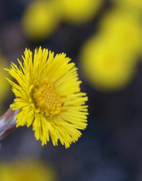 Fotografia 13 da espécie Tussilago farfara no Jardim Botânico UTAD