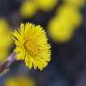 Fotografia 13 da espécie Tussilago farfara do Jardim Botânico UTAD