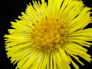 Fotografia da espécie Tussilago farfara