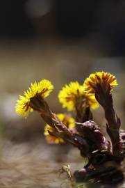 Fotografia da espécie Tussilago farfara