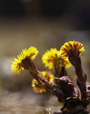 Fotografia 15 da espécie Tussilago farfara no Jardim Botânico UTAD