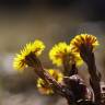 Fotografia 15 da espécie Tussilago farfara do Jardim Botânico UTAD