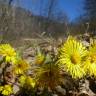 Fotografia 16 da espécie Tussilago farfara do Jardim Botânico UTAD