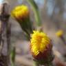 Fotografia 17 da espécie Tussilago farfara do Jardim Botânico UTAD