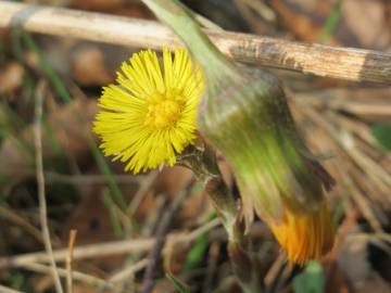 Fotografia da espécie Tussilago farfara