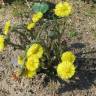 Fotografia 19 da espécie Tussilago farfara do Jardim Botânico UTAD