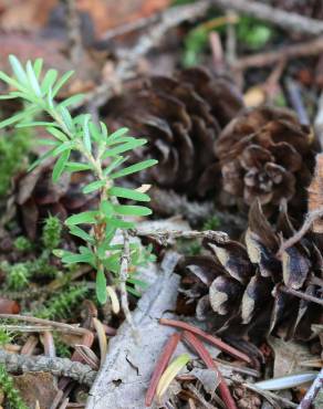 Fotografia 5 da espécie Tsuga heterophylla no Jardim Botânico UTAD