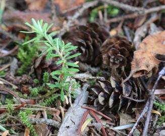 Fotografia da espécie Tsuga heterophylla