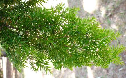 Fotografia da espécie Tsuga heterophylla