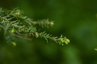 Fotografia da espécie Tsuga heterophylla